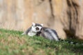Lemur of Madagascar Royalty Free Stock Photo
