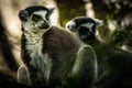 Lemur Madagascar  Black And White Ringed Tail