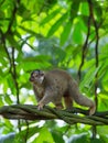 Lemur in Madagascar Royalty Free Stock Photo