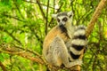 Lemur of Madagascar forest background Royalty Free Stock Photo