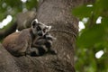 Lemur Madagascar Travel Wildlife Mammals
