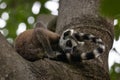 Lemur Madagascar Travel Wildlife Nature