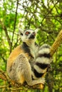 Lemur of Madagascar vertical Royalty Free Stock Photo