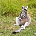 Lemur Maki catta with a baby
