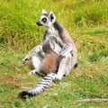 Lemur Maki catta with a baby