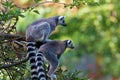 Lemur maki catta of Madagascaer sitted