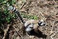 Lemur mom and pup Royalty Free Stock Photo