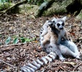 Lemur mom and pup Royalty Free Stock Photo