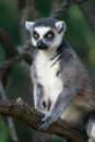 Lemur monkey