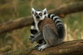 Lemur monkey Royalty Free Stock Photo