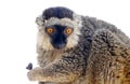 Lemur monkey