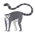 Lemur monkey rare animal vector.