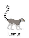 Lemur monkey vector illustration isolated on white background.