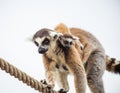 Lemur mother with baby on it back Royalty Free Stock Photo