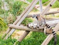 Lemur mother with baby on it back Royalty Free Stock Photo