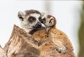 Lemur mother with baby on it back Royalty Free Stock Photo