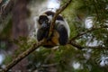 Lemur on the nature habitat. Black-and-white ruffed lemur, Varecia variegata, endangered species endemic to the island of Royalty Free Stock Photo