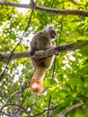 Lemur in Nosy Be, Madagascar