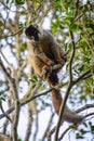 Lemur Royalty Free Stock Photo
