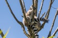 Lemur pair with puppy hanging from the belly