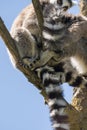 Lemur pair with puppy hanging from the belly