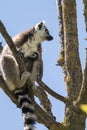 Lemur pair with puppy hanging from the belly