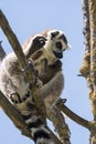 Lemur pair with puppy hanging from the belly