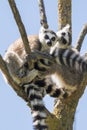 Lemur pair with puppy hanging from the belly