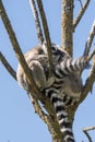 Lemur pair with puppy hanging from the belly