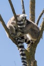 Lemur pair with puppy hanging from the belly