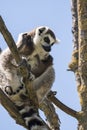 Lemur pair with puppy hanging from the belly