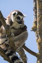 Lemur pair with puppy hanging from the belly