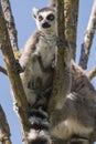 Lemur pair with puppy hanging from the belly