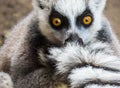 A lemur peeking over his tail