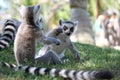 Lemur play