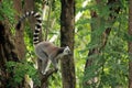 Lemur