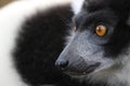 Lemur portrait Royalty Free Stock Photo