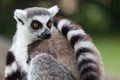 Lemur portrait Royalty Free Stock Photo