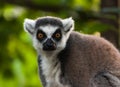 Lemur portrait Royalty Free Stock Photo