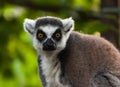 Lemur portrait