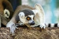 Lemur, portrait. Bali zoo. Indonesia.