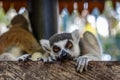 Lemur, portrait. Bali zoo. Indonesia.