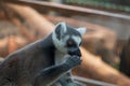 Lemur Portrait With Blurred Background. Lemur Close Up