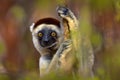 Lemur Portrait In The Forest. Wildlife Madagascar, Verreauxs Sifaka, Propithecus Verreauxi, Monkey Head Detail In Kirindy Forest,