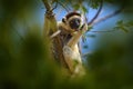 Lemur portrait in the forest. Wildlife Madagascar, Verreauxs Sifaka, Propithecus verreauxi, monkey head detail in Kirindy Forest, Royalty Free Stock Photo