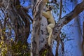 Lemur portrait in the forest. Wildlife Madagascar, Verreauxs Sifaka, Propithecus verreauxi, monkey head detail in Kirindy Forest, Royalty Free Stock Photo