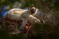 Lemur portrait in the forest. Wildlife Madagascar, Verreauxs Sifaka, Propithecus verreauxi, monkey head detail in Kirindy Forest, Royalty Free Stock Photo