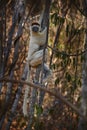 Lemur portrait in the forest. Wildlife Madagascar, Verreauxs Sifaka, Propithecus verreauxi, monkey head detail in Kirindy Forest, Royalty Free Stock Photo