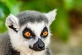 Lemur Portrait On Madagascar