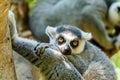 Lemur Portrait On Madagascar
